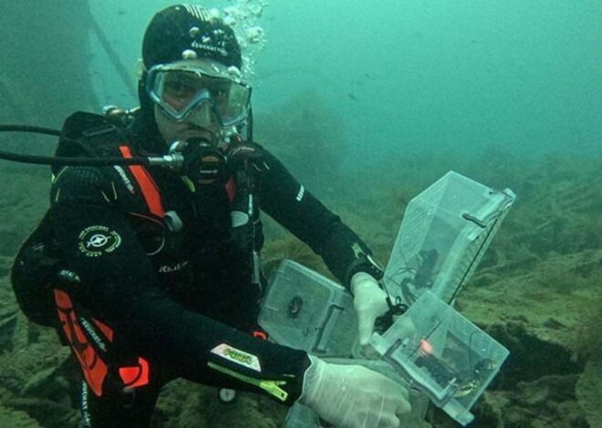 Çanakkale’de tarihi batığa 400 ıstakoz yavrusu salındı