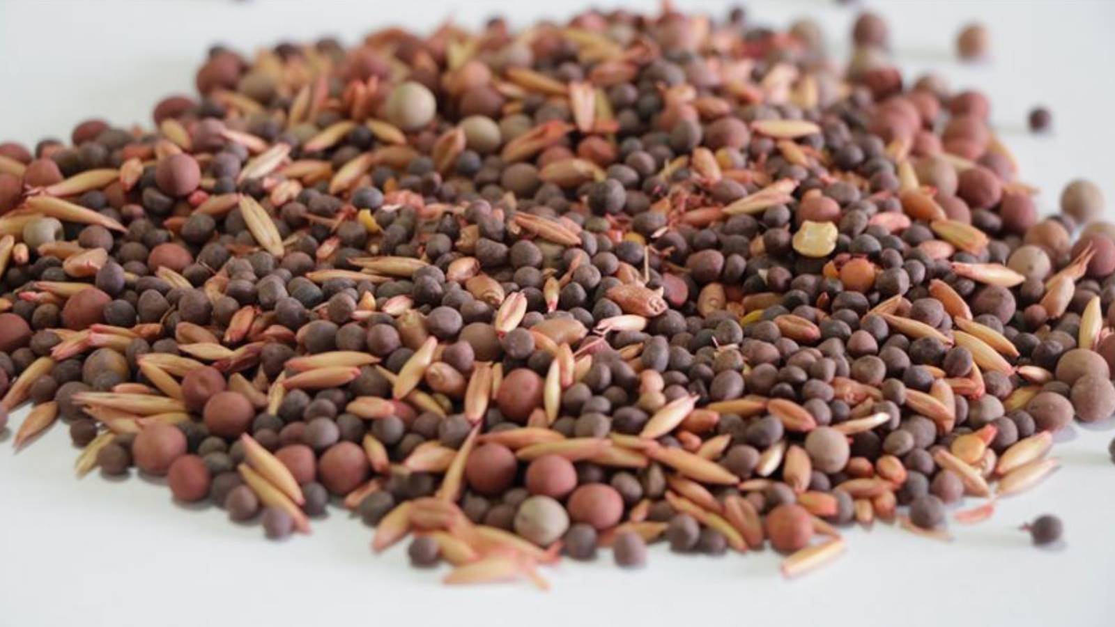 bakanyumaklidanisrail tohumu iddialarina yanit LlUDviFc