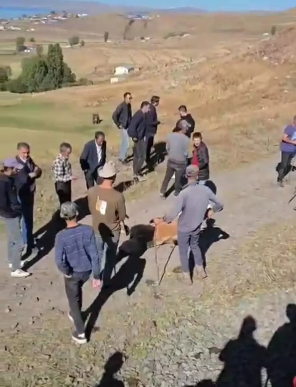 tren inek surusune carpti 5 olu FNieiyi9