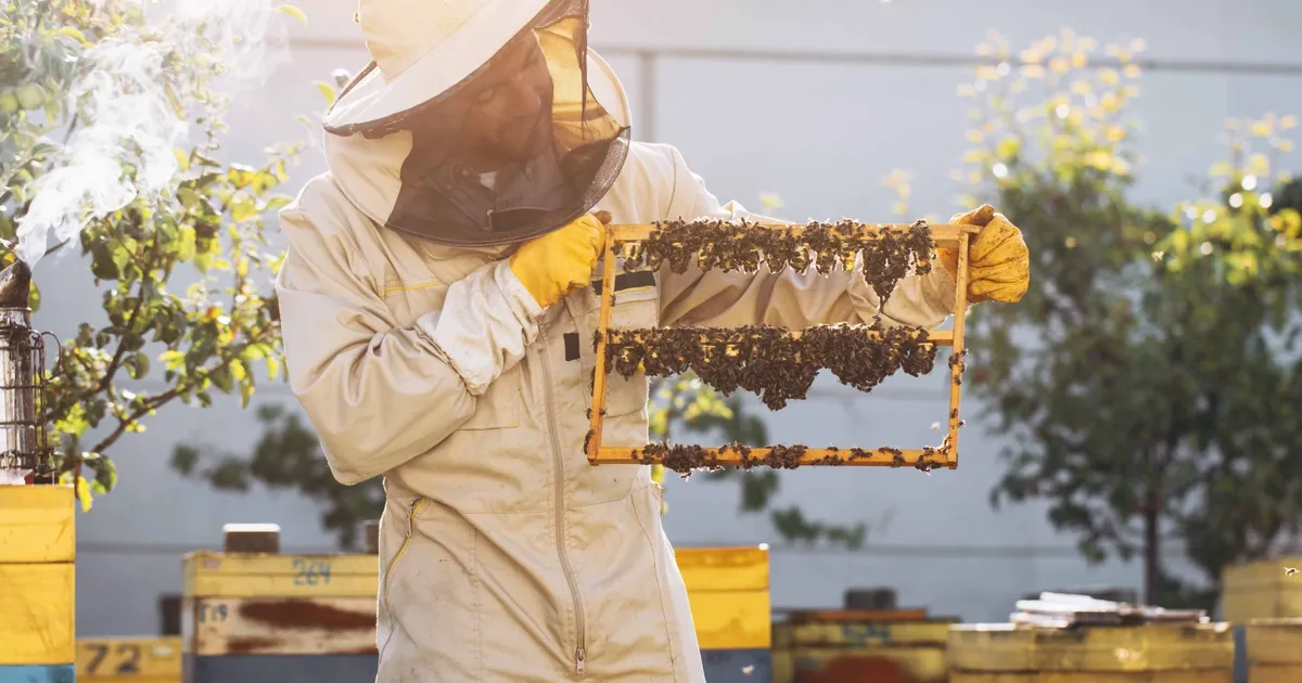 kralice ariyi uzun yasatan ari sutu insanlar icin de saglik kalkani OVNbFAxx.webp