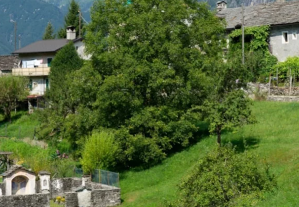 koyune-gelenlere-servet-veriyorlar-UPxO2lK3
