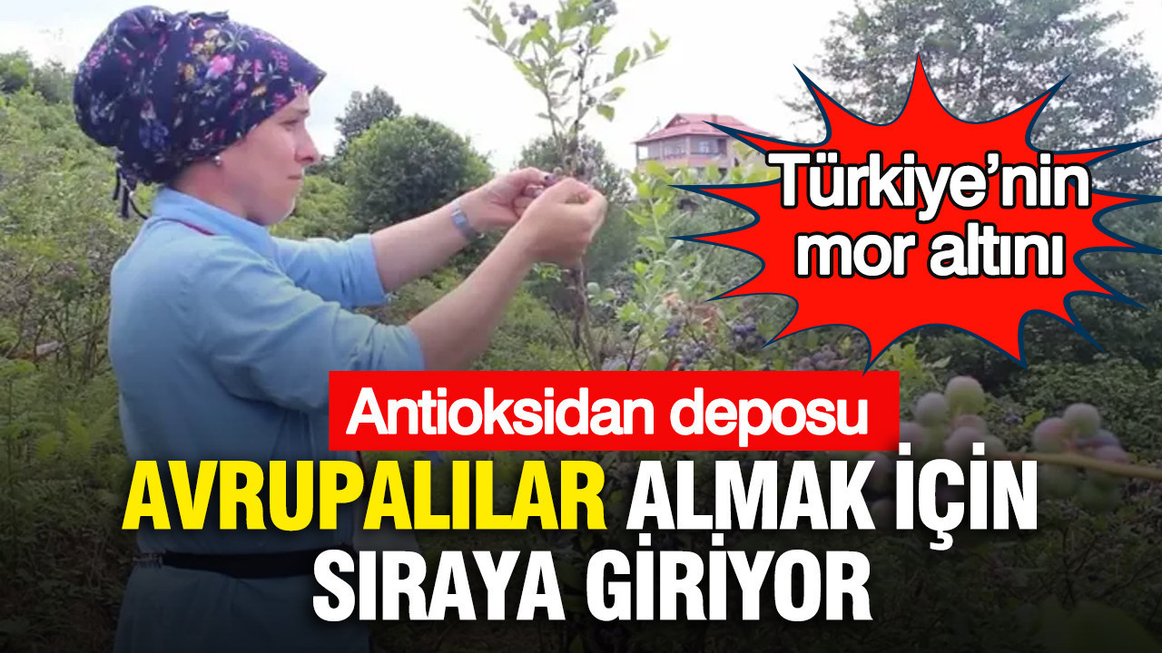 turkiyenin-mor-altini-avrupalilar-almak-icin-siraya-giriyor-antioksidan-deposu-tYVsHUsu