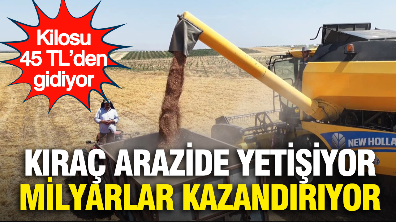 Kıraç arazide yetişiyor, milyarlar kazandırıyor: Kilosu 45 TL’den gidiyor Img